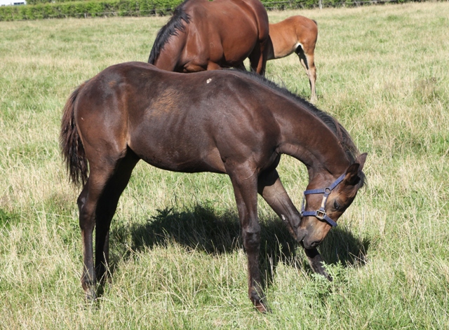 Neddy