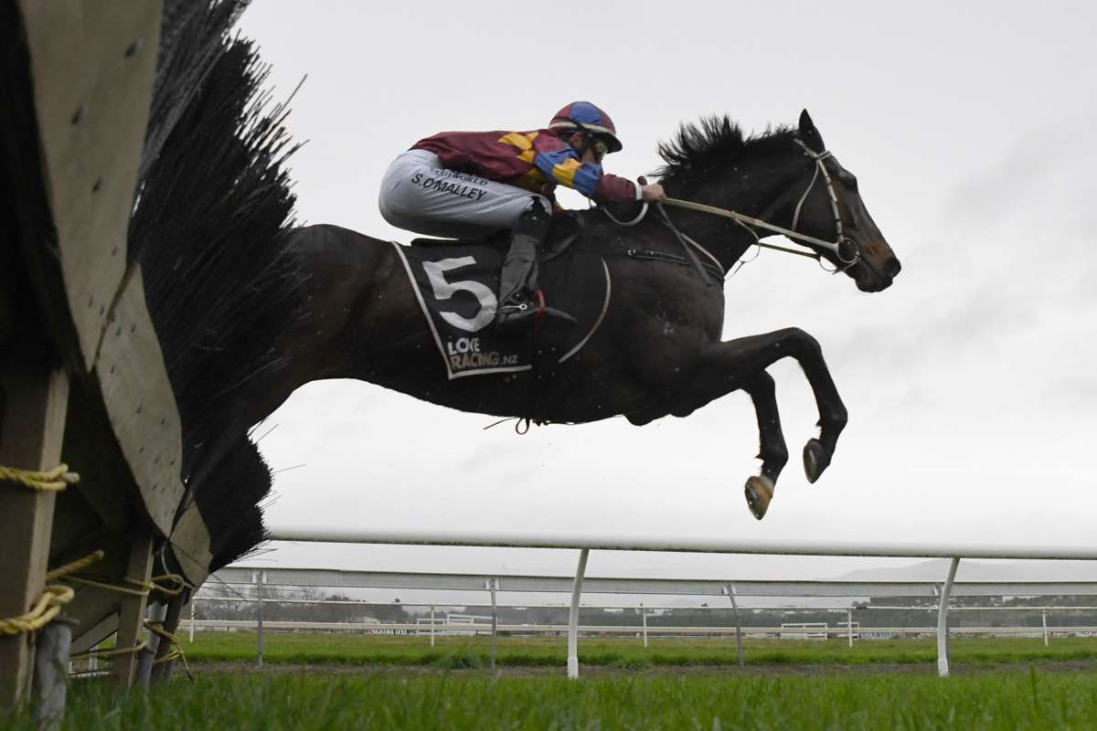 What a great photo - courtesy of Race Images! Winning at Awapuni on 19th June with Sam O'Malley aboard
