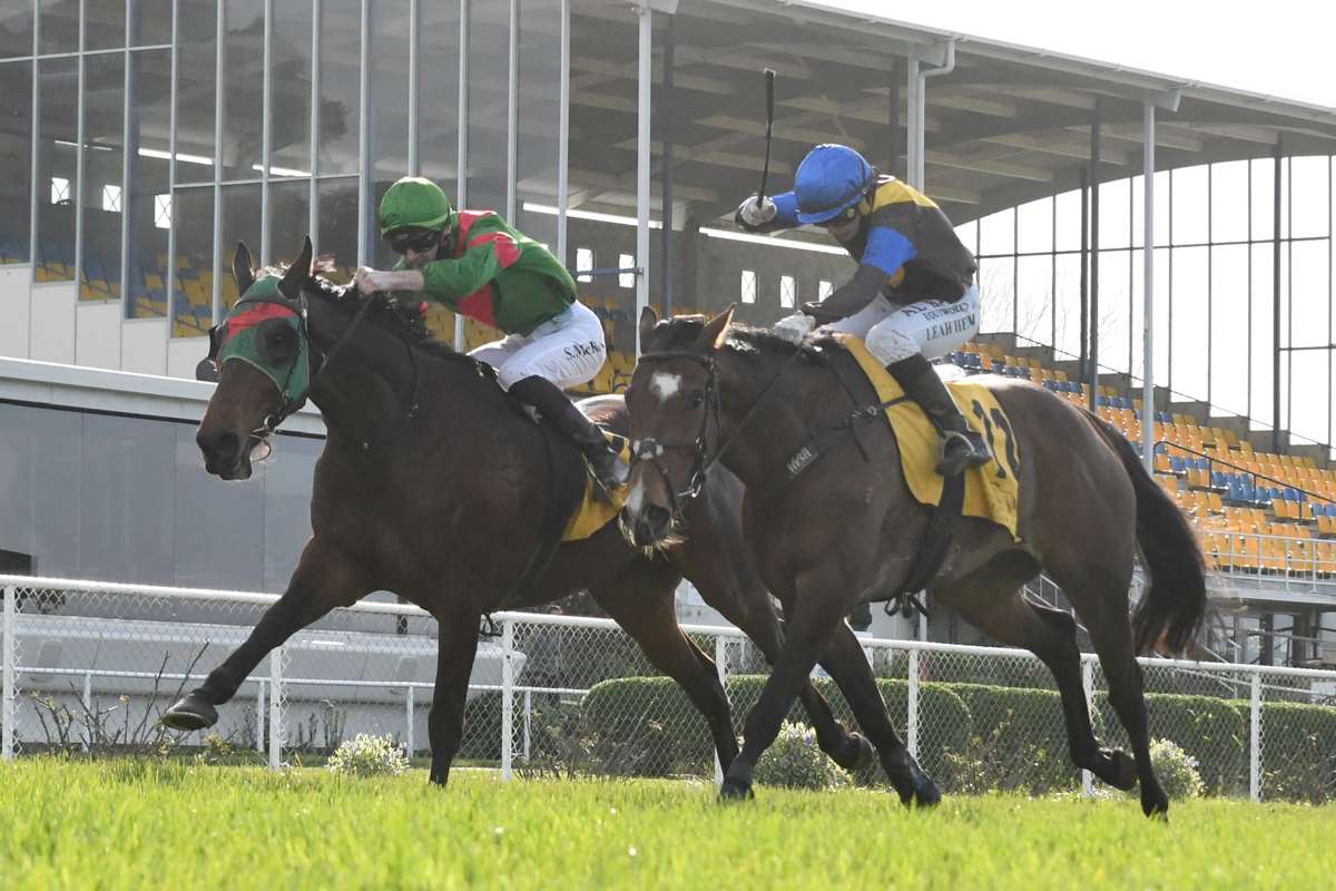 The Cossack (on the right) winning on the flat at New Plymouth in September 2021